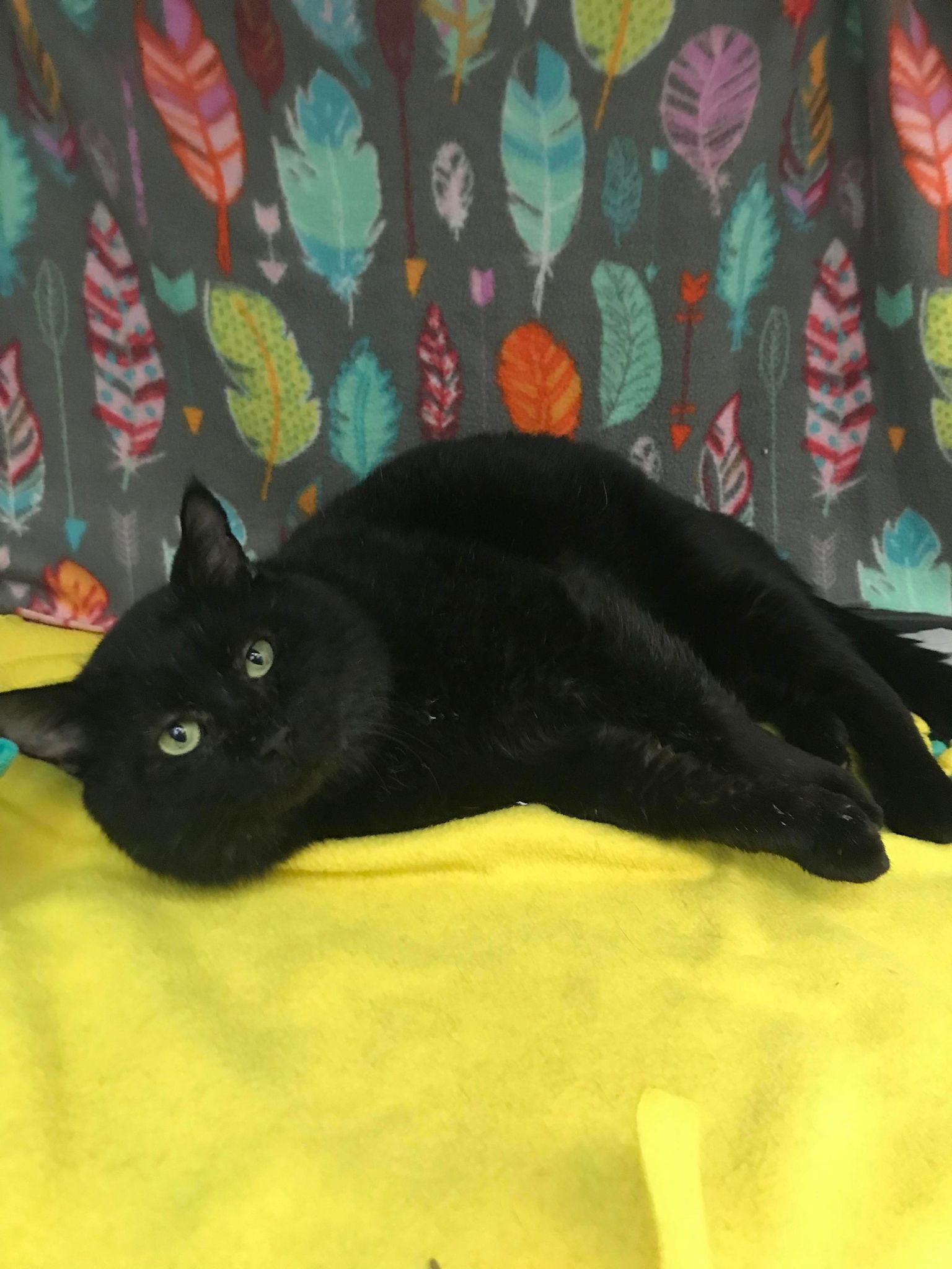 Cat adoption in Champaign, IL Domestic Short Hair (short coat) Cat