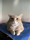 adoptable Cat in champaign, IL named Sid