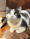 adoptable Cat in Champaign, IL named Ms.Oreo