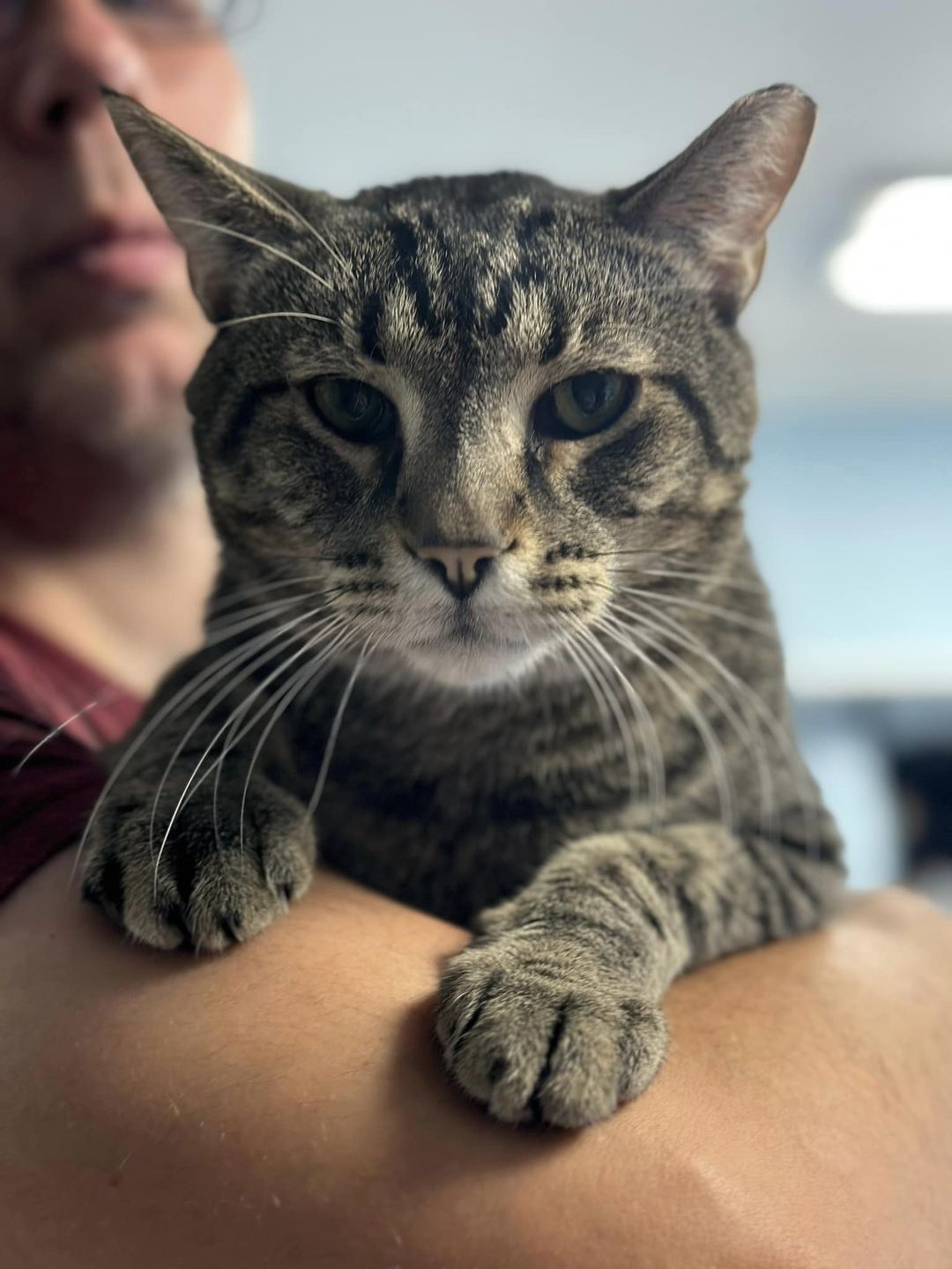 adoptable Cat in Champaign, IL named Ivan