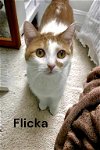 adoptable Cat in champaign, IL named Flicka
