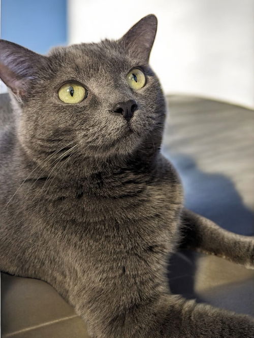 picture of the cat needing adoption