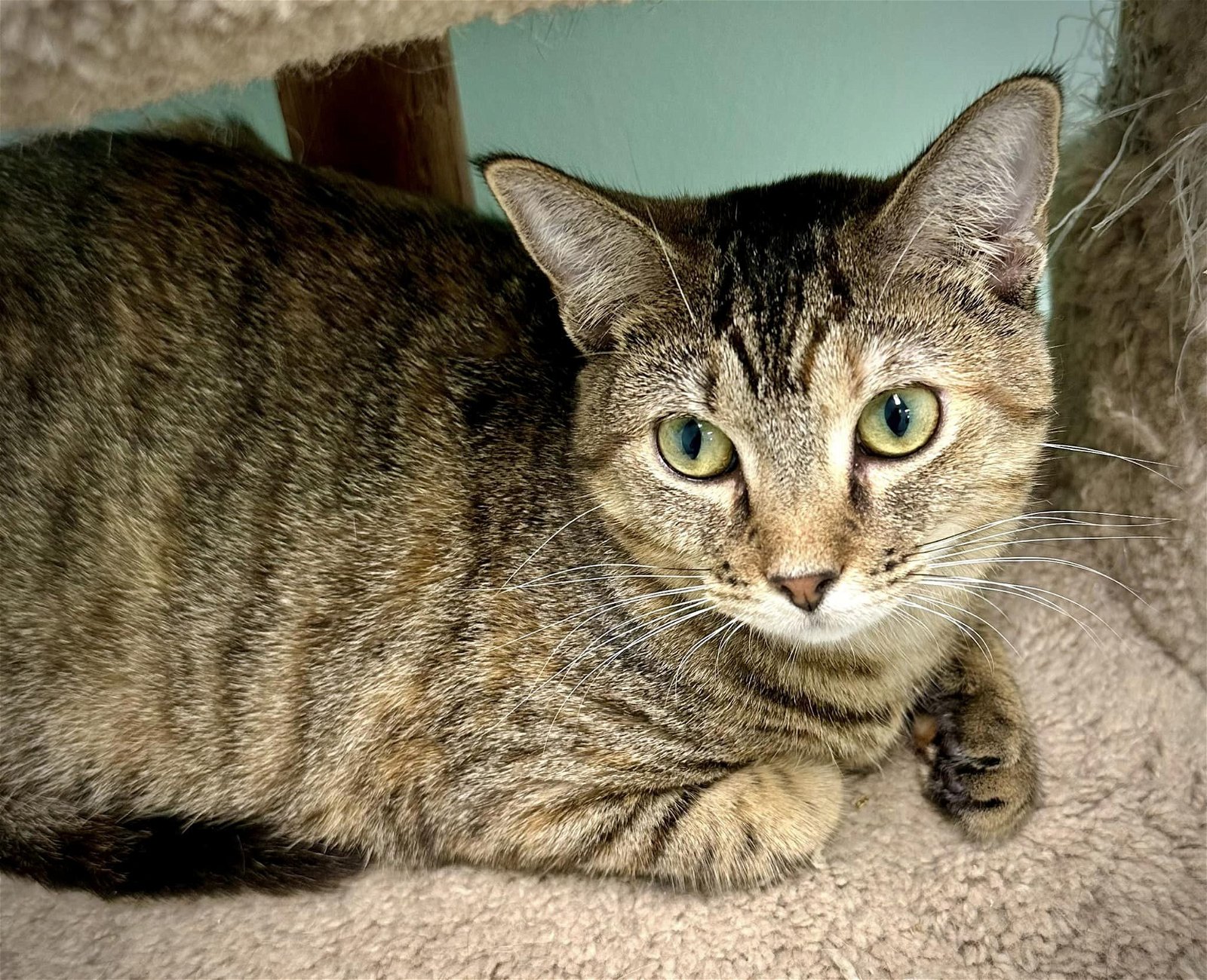 adoptable Cat in Champaign, IL named Becka