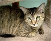 adoptable Cat in champaign, IL named Becka