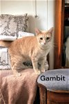 adoptable Cat in champaign, IL named Gambit