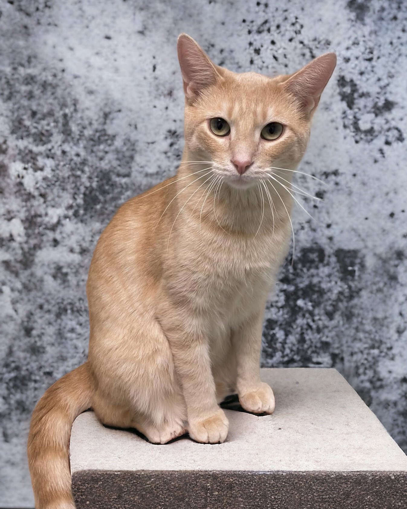 adoptable Cat in Champaign, IL named Gambit