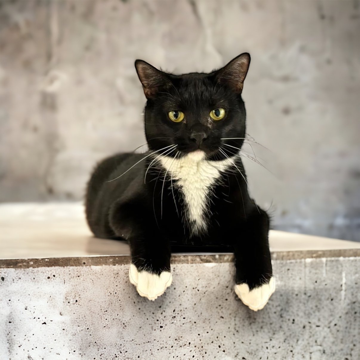 adoptable Cat in Champaign, IL named Socks