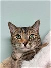 adoptable Cat in champaign, IL named Bonnie