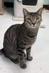adoptable Cat in champaign, IL named Bernie