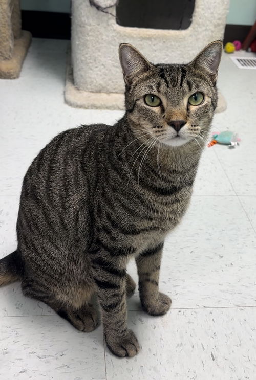 picture of the cat needing adoption