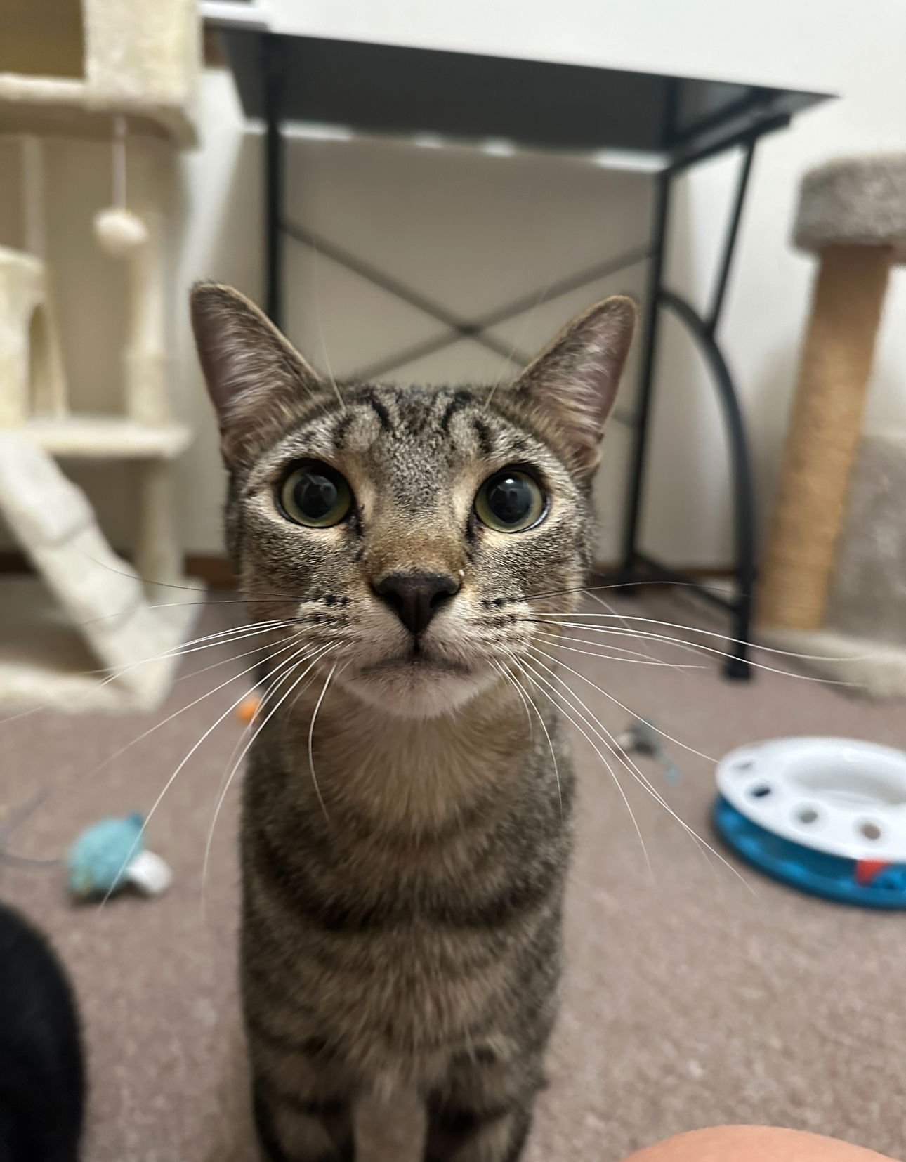 adoptable Cat in Champaign, IL named Bernie