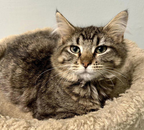 TRACE - Domestic Medium Hair available for adoption