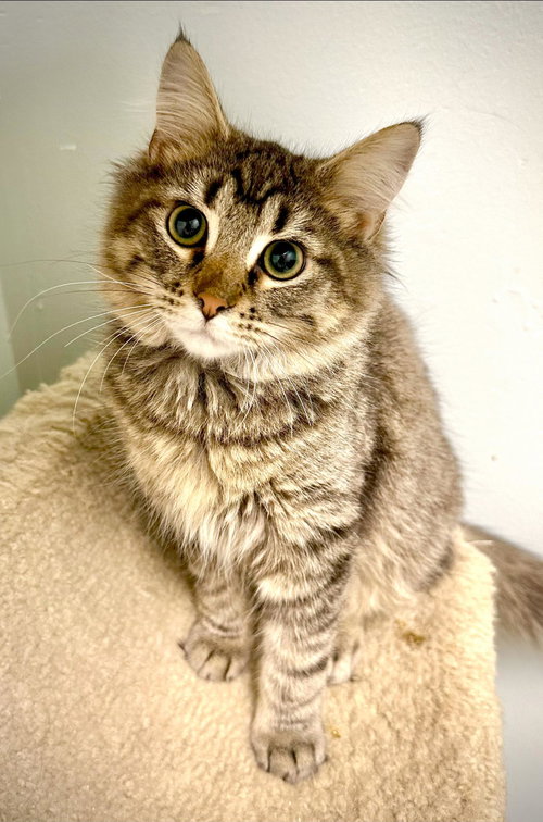 TRACE - Domestic Medium Hair available for adoption
