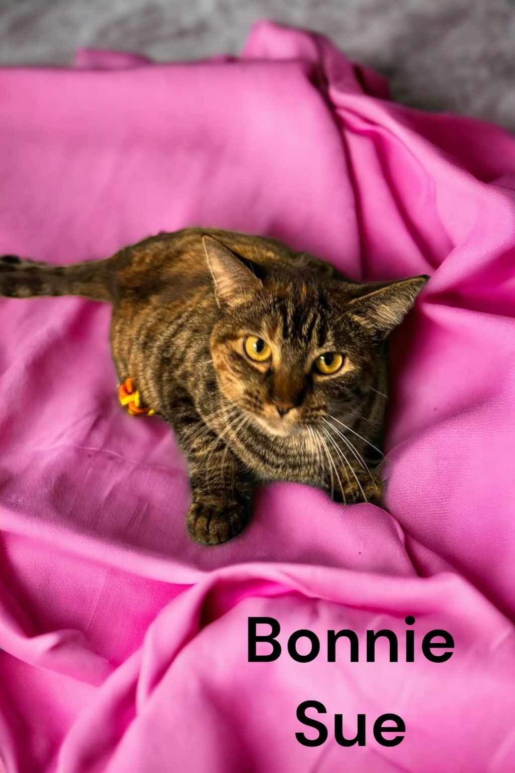 adoptable Cat in Champaign, IL named Bonnie Sue