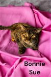 adoptable Cat in champaign, IL named Bonnie Sue