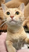 adoptable Cat in , IL named Foxie