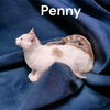 Penny