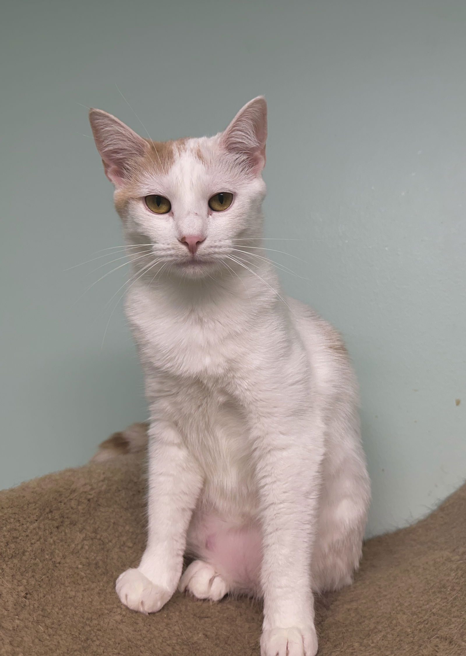 adoptable Cat in Champaign, IL named Penny