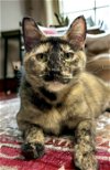 adoptable Cat in champaign, IL named Chestnut