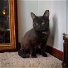 adoptable Cat in champaign, IL named Jolly