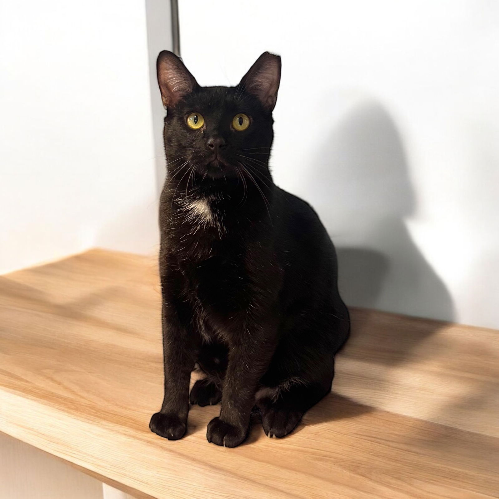 adoptable Cat in Champaign, IL named Jolly