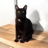 adoptable Cat in champaign, IL named Jolly