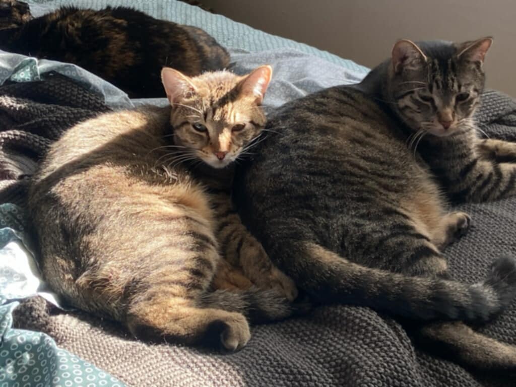 adoptable Cat in Champaign, IL named Kes (Bonded Pair with Damar)
