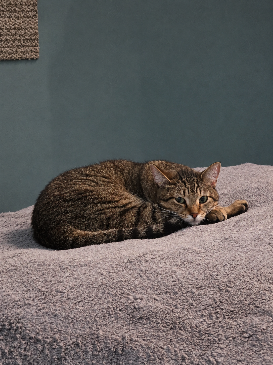 Kes (Bonded Pair with Damar), photo 3
