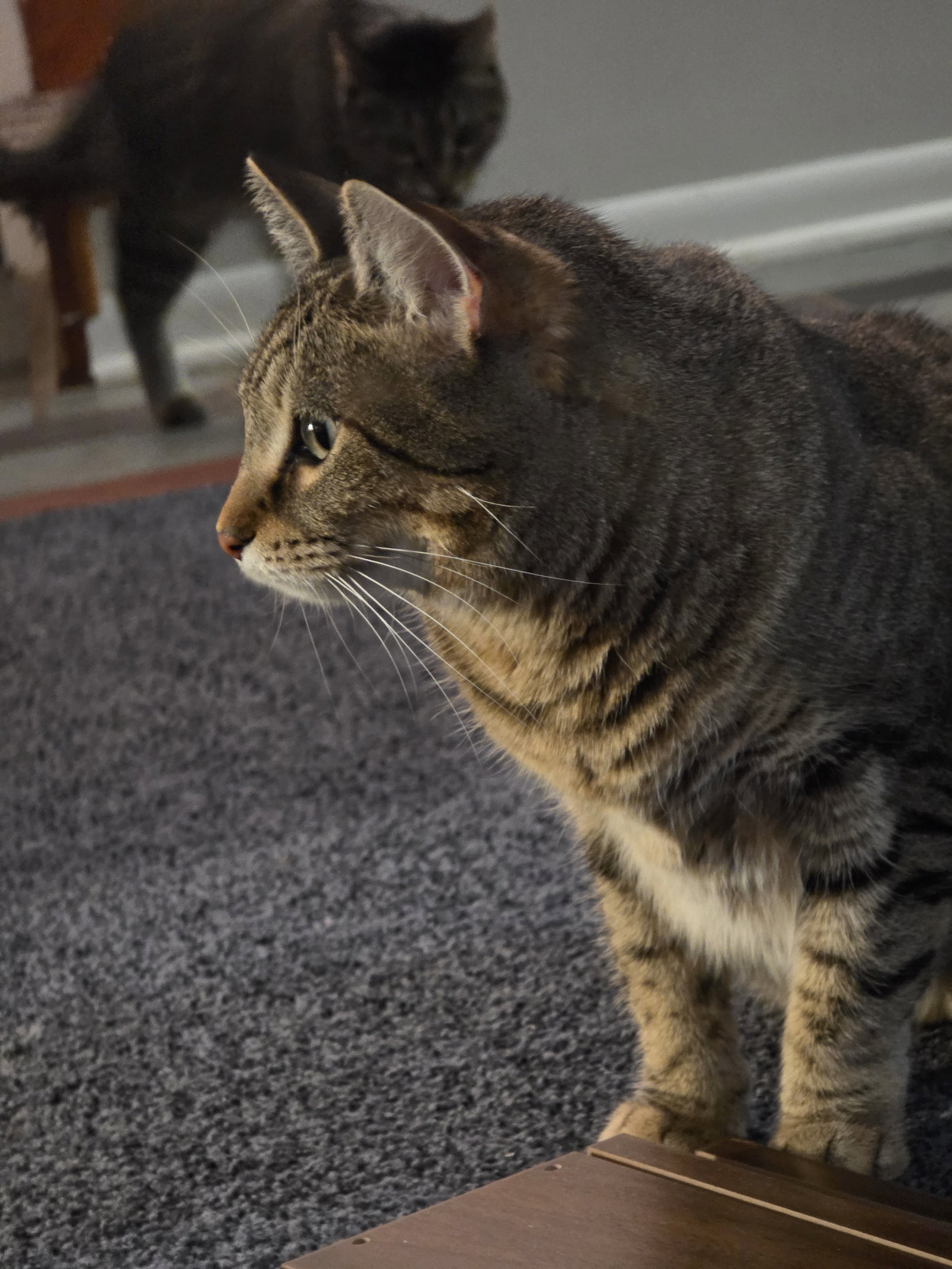 Kes (Bonded Pair with Damar)
