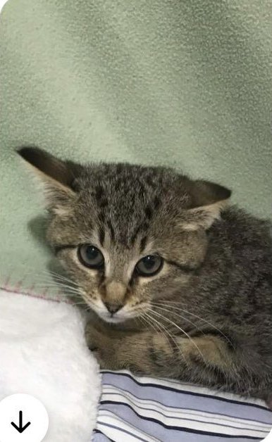 Kes (Bonded Pair with Damar)