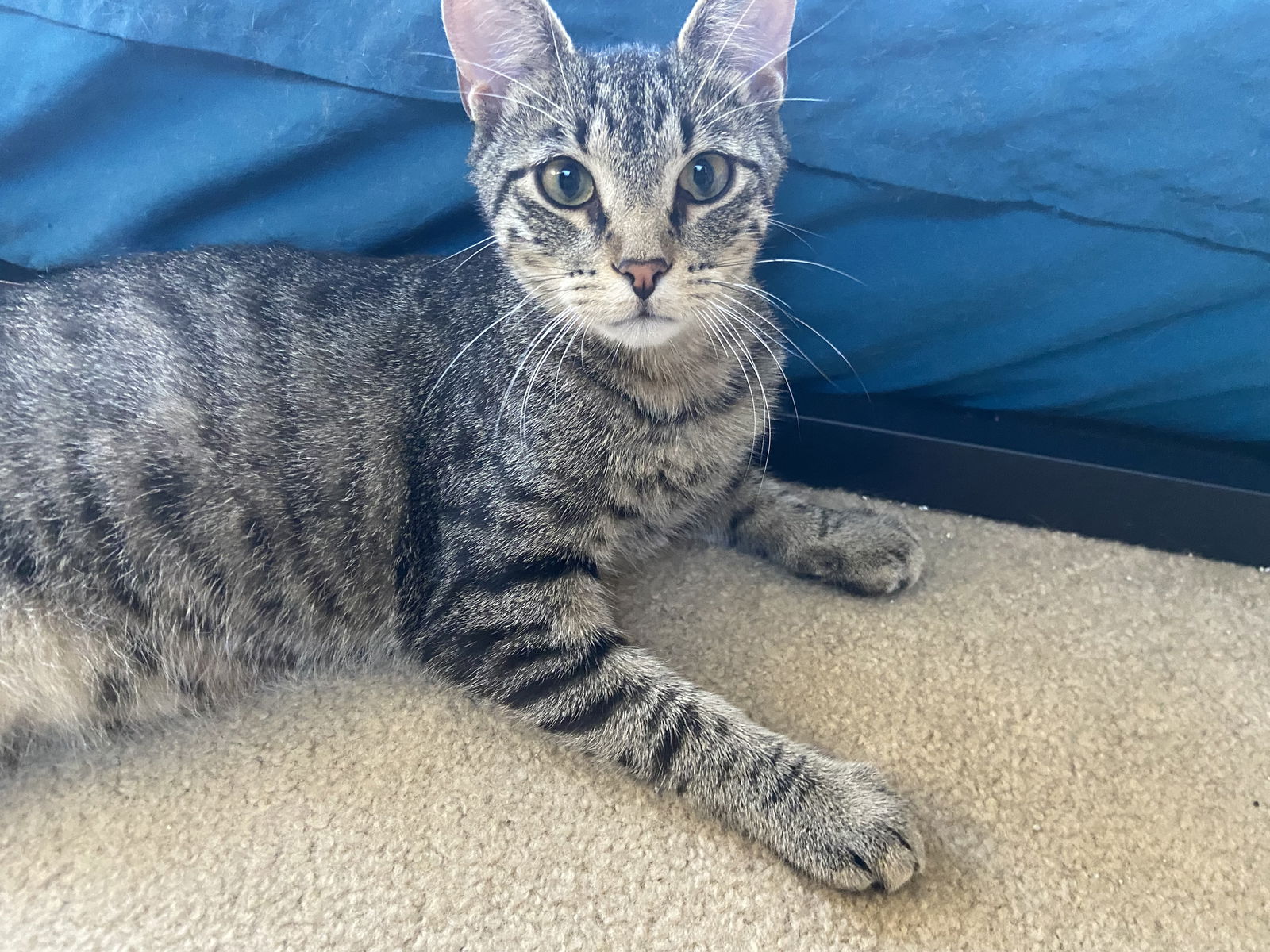 adoptable Cat in Champaign, IL named Damar