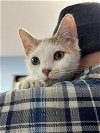 adoptable Cat in champaign, IL named Kendrick