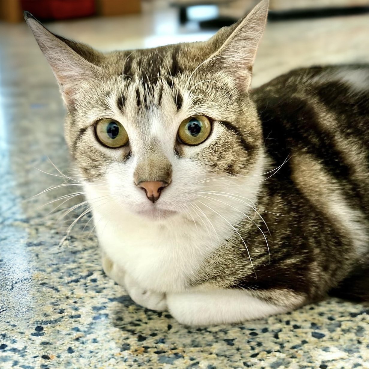 adoptable Cat in Champaign, IL named Marble