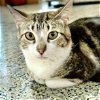adoptable Cat in , IL named Marble