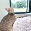 adoptable Cat in , IL named Lilah