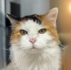 adoptable Cat in Champaign, IL named Calamity Jane