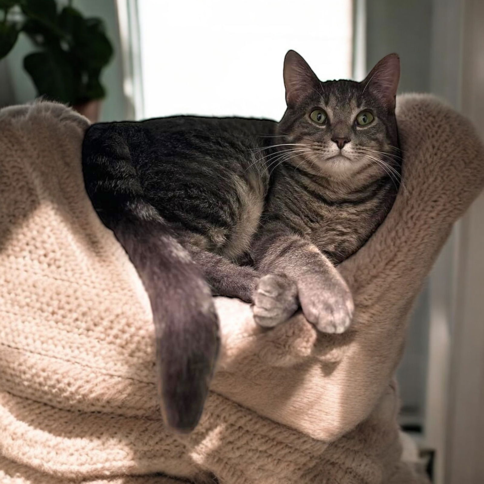 adoptable Cat in Champaign, IL named Gunnar