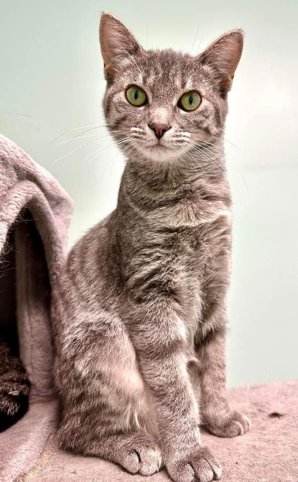 adoptable Cat in Champaign, IL named Gina