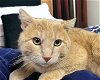 adoptable Cat in champaign, IL named Egg Roll