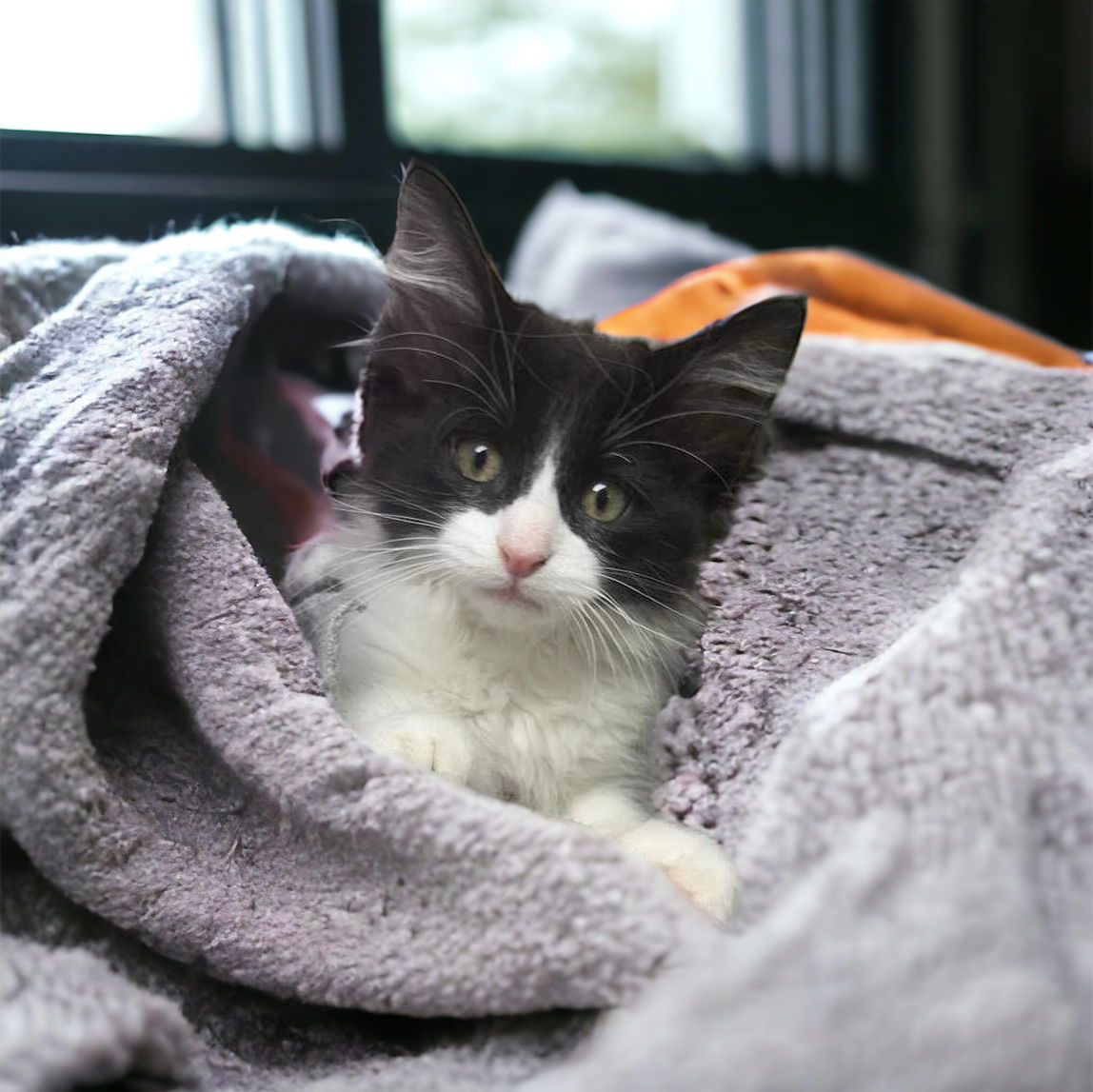 adoptable Cat in Champaign, IL named Dot