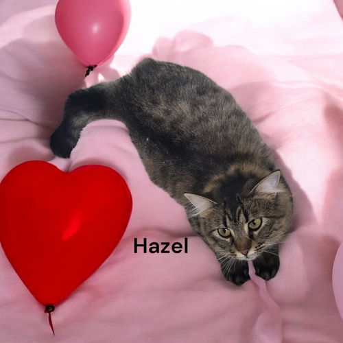 Hazel