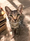 adoptable Cat in Champaign, IL named Sam