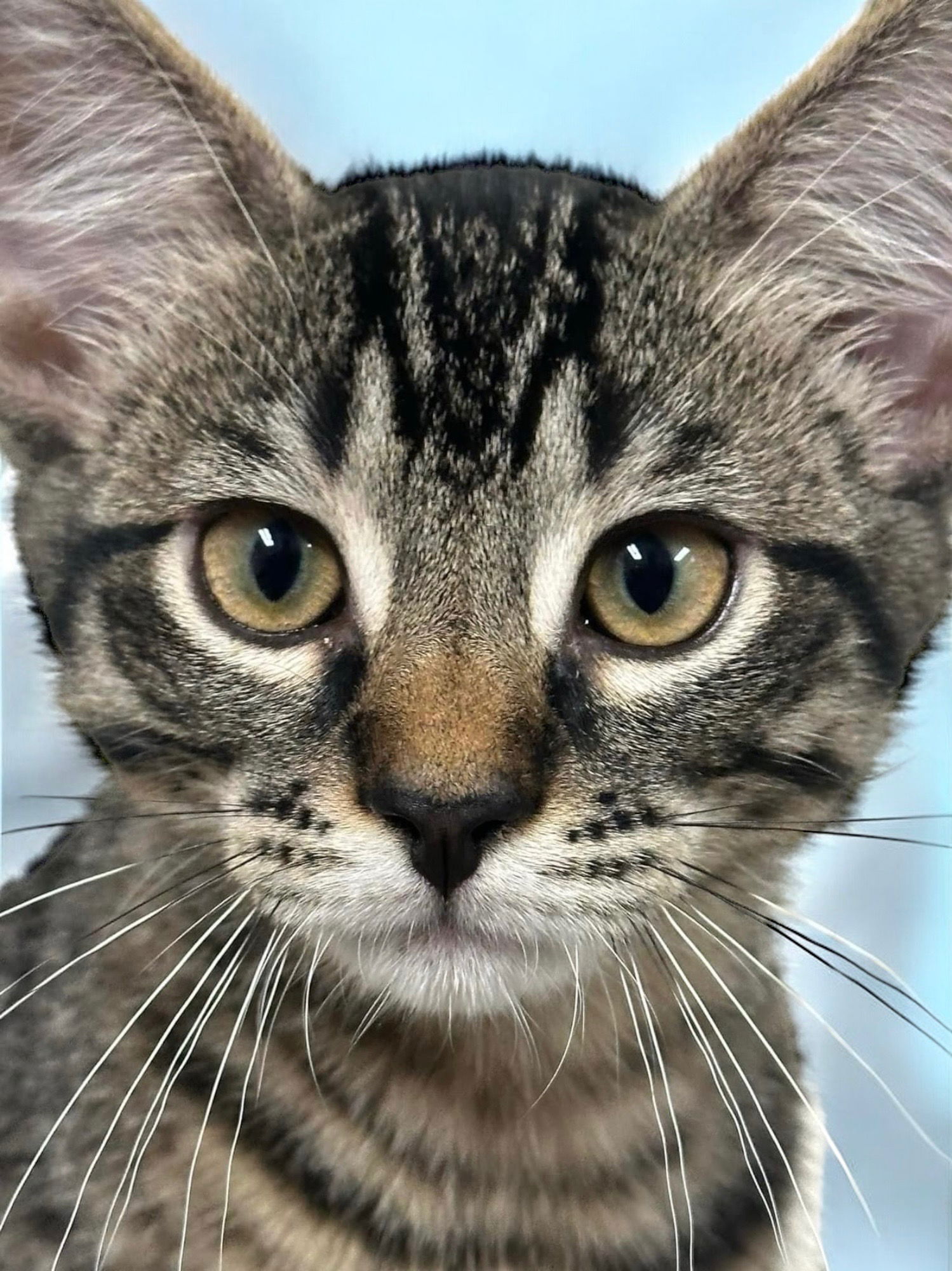 adoptable Cat in Champaign, IL named Coca-Cola