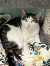 adoptable Cat in , IL named Fanta