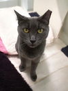 adoptable Cat in Champaign, IL named Gigi