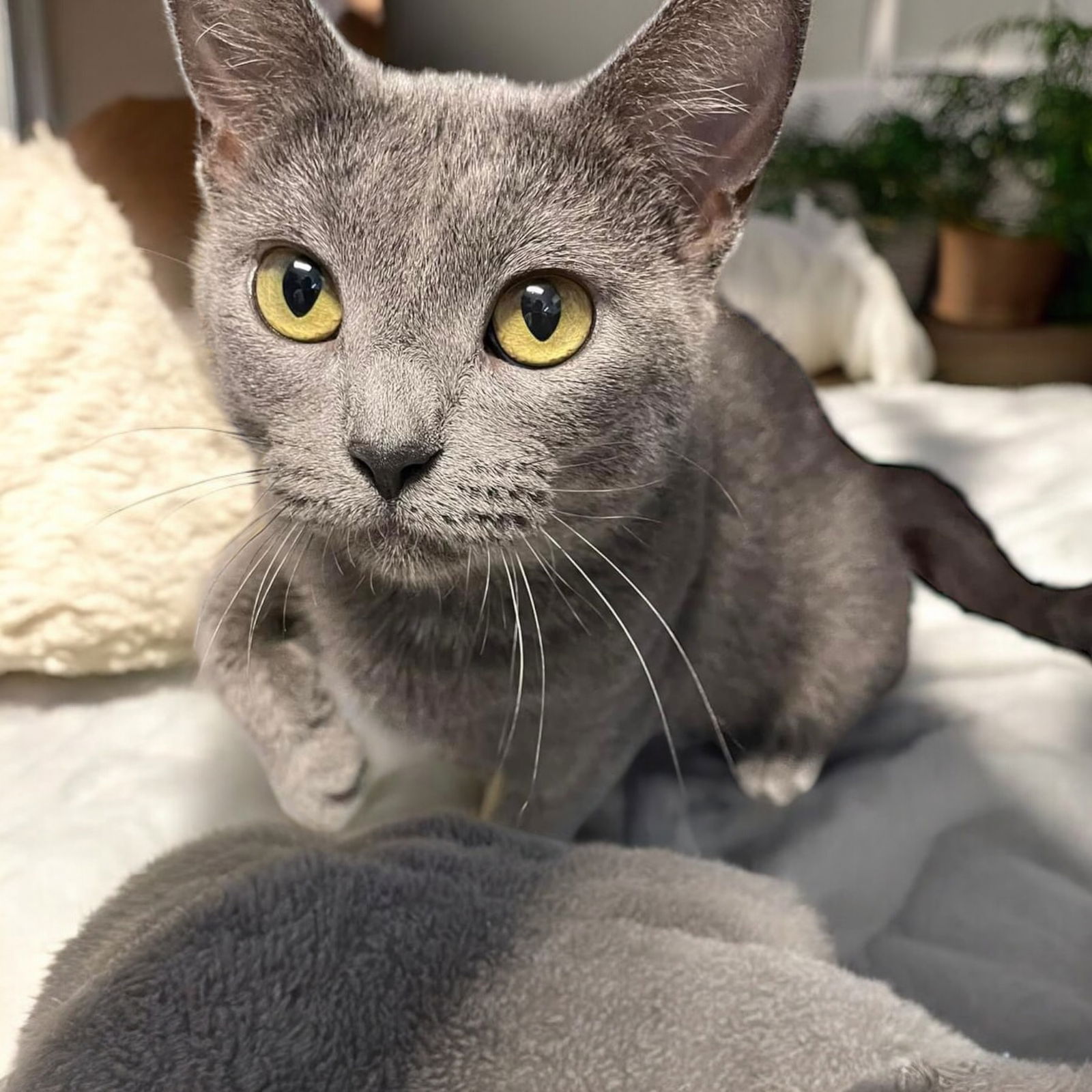 adoptable Cat in Champaign, IL named Thumbelina