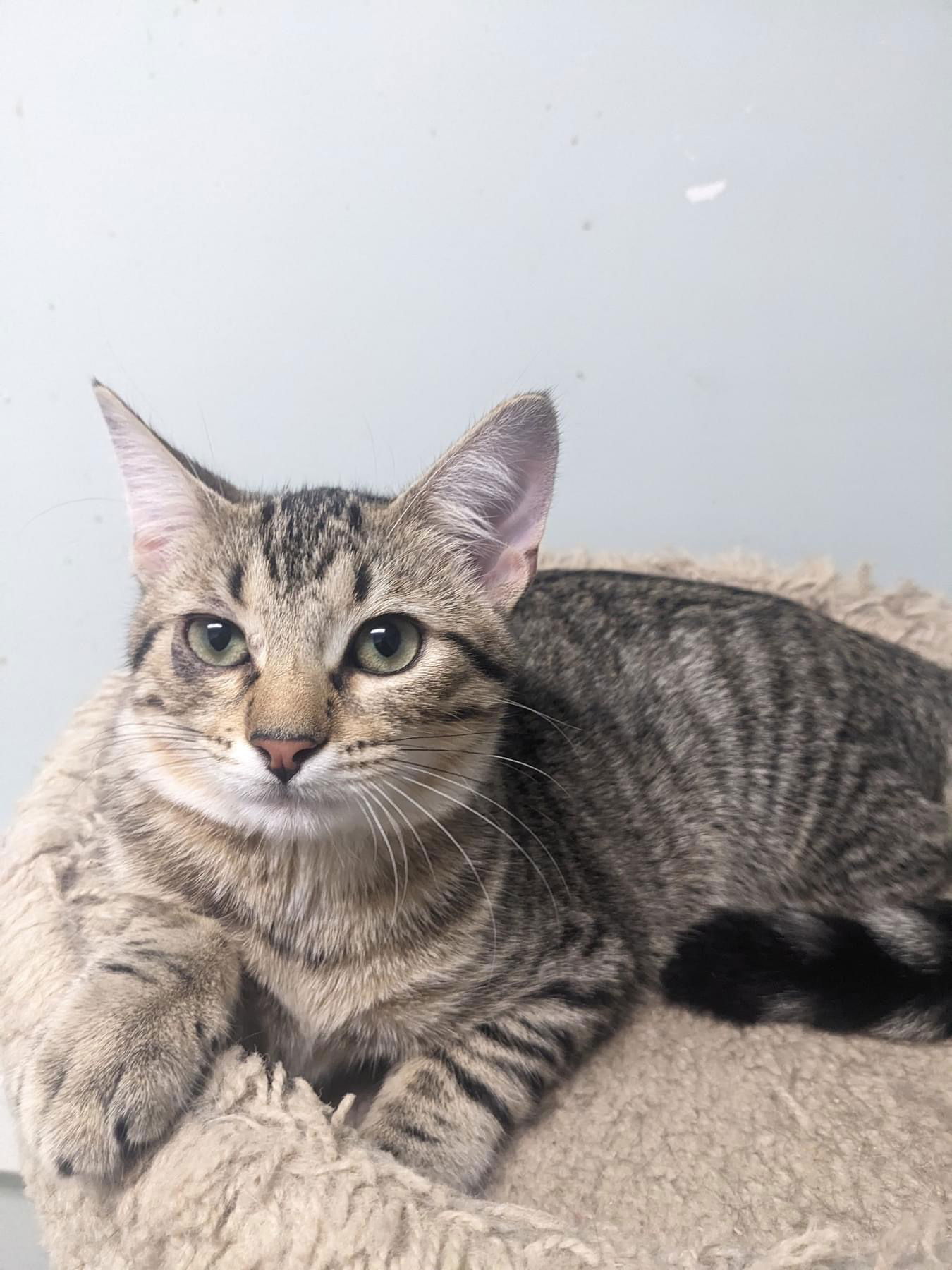 adoptable Cat in Champaign, IL named Bubbly