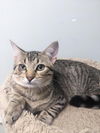 adoptable Cat in Champaign, IL named Bubbly