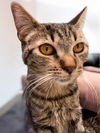 adoptable Cat in champaign, IL named Stella