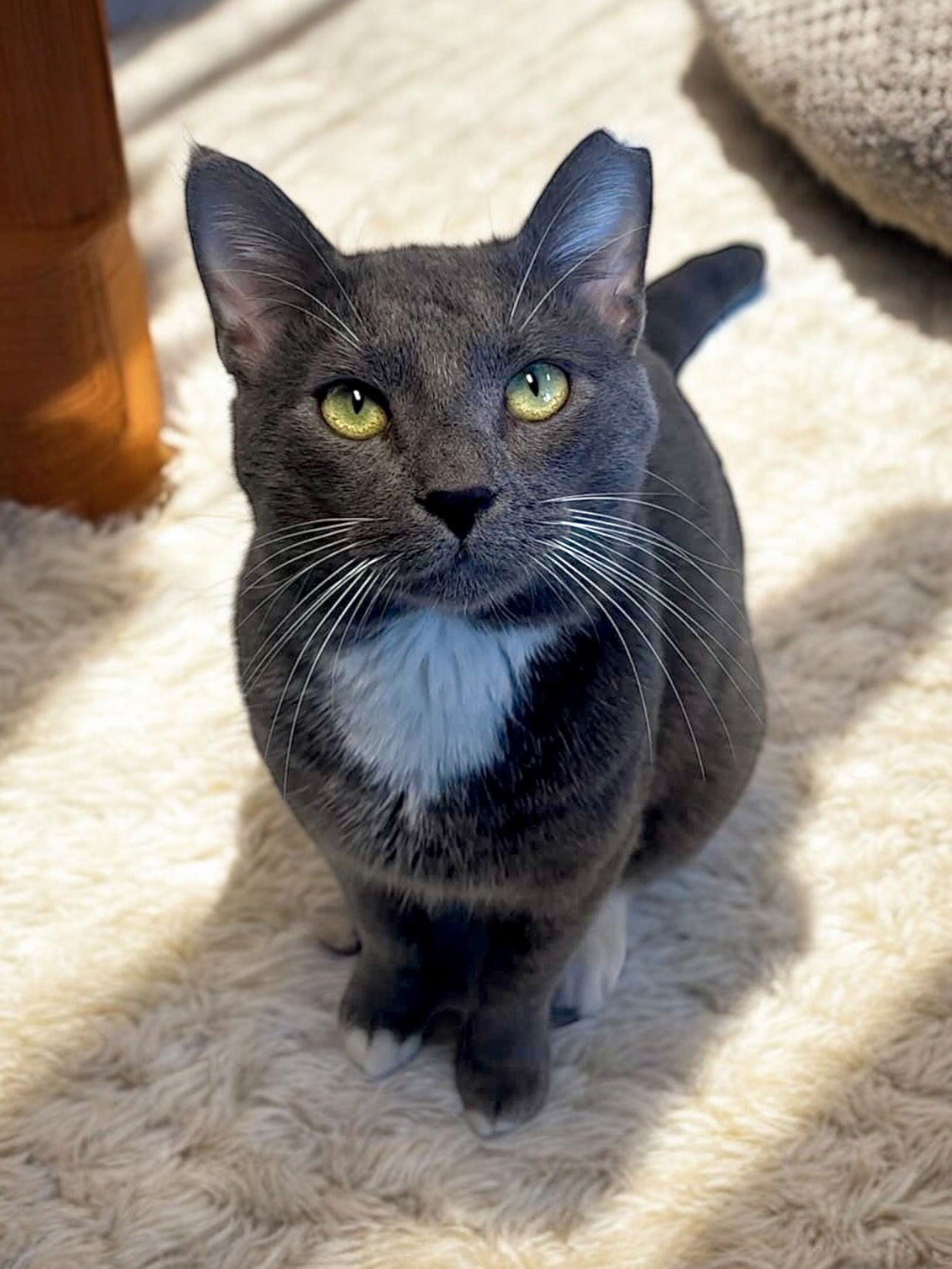 adoptable Cat in Champaign, IL named Grey Sky